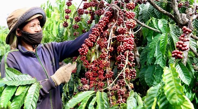 Кофе является перспективной продукцией для экспорта на рынок Алжира. Фото: VNA